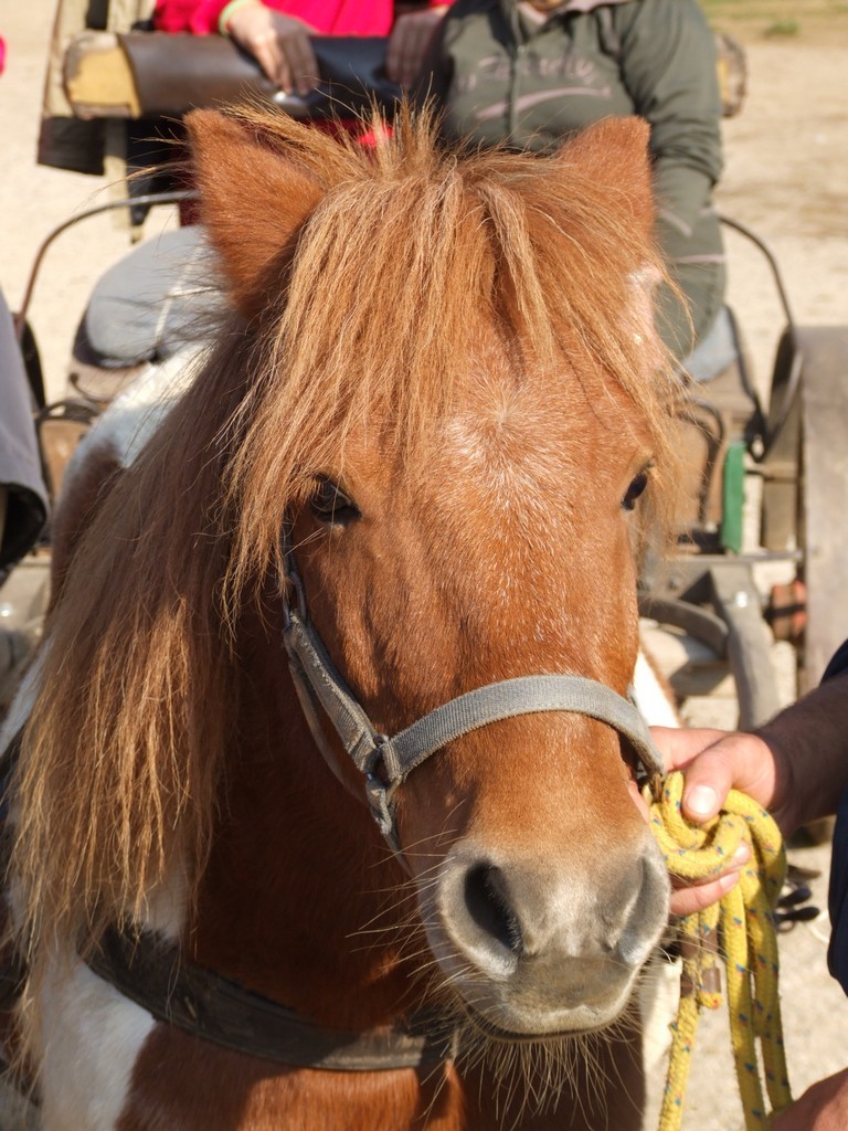 DSCF4486